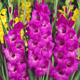 ГЛАДИОЛУС Панама Разбор 10/12 Кол-во упак., шт 8