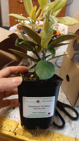 Рододендрон Фантастика