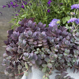 Очиток гибридный Санспаклер Файеркрекер - Долина роз фото 3