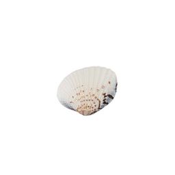 Blumentag / Zlatka DRF-027 Ракушки морские 20 шт. 3.8 см Venus Clam