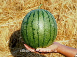 Арбуз Взрыв - Партнер фото 2