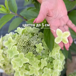 Гортензия метельчатая Металлика