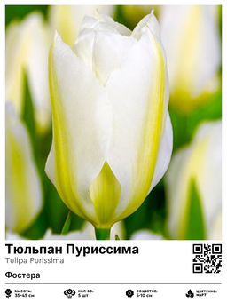 Тюльпан Purissima (Фостера) - Голландские луковицы фото 6