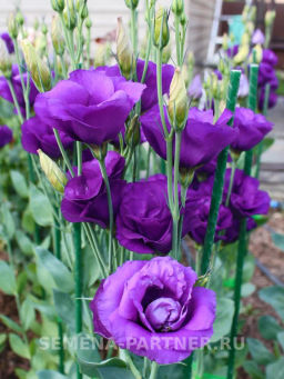 Эустома срезочная махровая сине-фиолетовая Мадам Найтли - Партнер фото 3