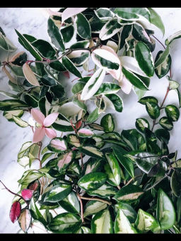 Хойя Кримсон Квин