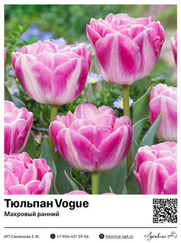 Тюльпан Vogue (Махровый ранний)
