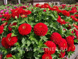 Цинния георгиновидная Сочные тропики Нью-Йоркер - Партнер фото 4