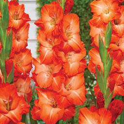 ГЛАДИОЛУС Сторми Разбор 10/12 Кол-во упак., шт 8