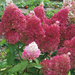 Гортензия метельчатая Петит Флори - 7цветов фото 2