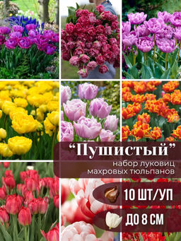 Тюльпаны махровые микс 10 шт