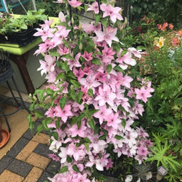 Клематис Пинк Фэнтези - Долина роз фото 7