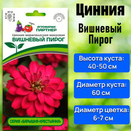 3377P Цинния ВИШНЕВЫЙ ПИРОГ / мариландская махровая 5шт