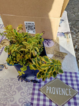 Очиток Миддендорфа Вариегата