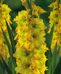 ГЛАДИОЛУС Блитц Разбор 10/12 Кол-во упак., шт 8