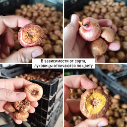 Гладиолус Пинк Ивент 5 шт - Долина роз фото 4