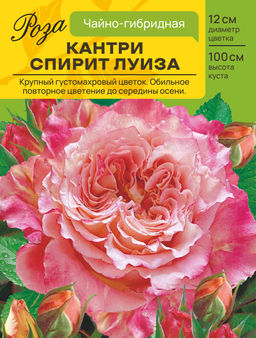 Роза Кантри Спирит Луиза (Чайно-гибридная) С ЦВ.НАКЛЕЙКОЙ 1шт