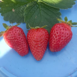 Клубника Джуси А 10шт/пучок