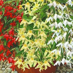 Бегония боливийская Копакабана F1, смесь окрасок - Аэлита фото 2