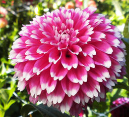 ГЕОРГИНА Фуззи Вуззи Разбор I Кол-во упак., шт 1