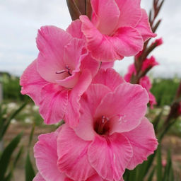 Гладиолус Пинк Ивент 5 шт - Долина роз фото 3