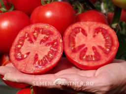 Томат Липинец - Партнер фото 6
