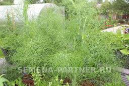 Фенхель Осенний красавец - Партнер фото 3