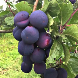 Слива Ноченька домашняя (саженец с этикеткой) 1шт