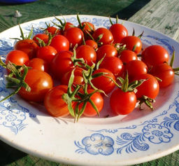 Помидоры Русские Виноградные