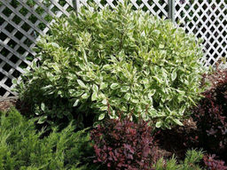 дерен пестролистный 10-15см