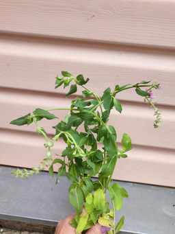 Шалфей дубравный Роуз Квин