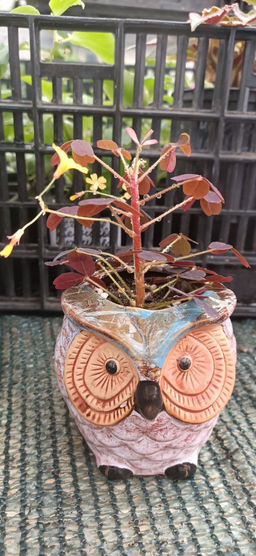 Кислица Бешеная сливка в керамическом кашпо Сова