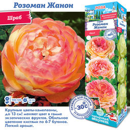 Роза Розоман Жанон (Шраб) 1шт