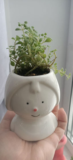 Крассула Брауна в кашпо Девочка