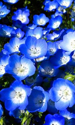 Немофила менциса ГОЛУБАЯ