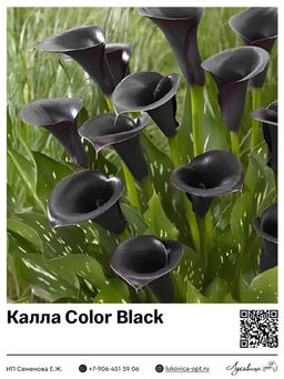 Калла Color Black