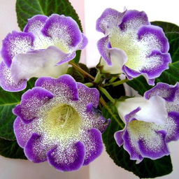 Глоксиния Tigre Blue - Голландские луковицы фото 2