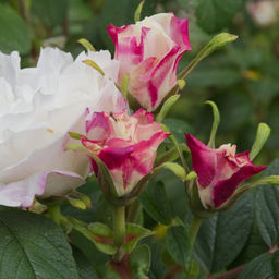 Роза Луиза Багнет