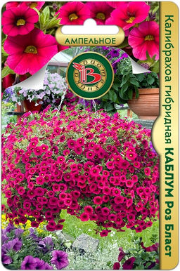 Калибрахоа гибридная Каблум Роз Бласт