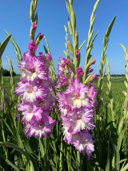 Гладиолус Cera Corfinio (Гофрированный) - Голландские луковицы фото 2