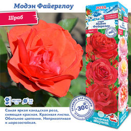 Роза Модэн Файерглоу (Канадская) 1шт
