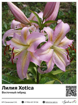 Лилия Xotica (Восточный ориентальный гибрид)