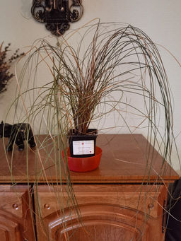 Осока Милк Чоколейт