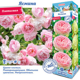 Роза Ясмина (Плетистая) 1шт