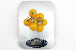 Томат Балконное Чудо Жёлтый - Партнер фото 6