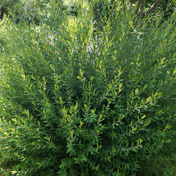 Ива гибридная "Маяк" 2 года ЗКС тара 2л