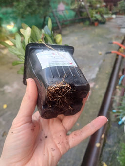 Живучка ползучая Чоклейт Чипс