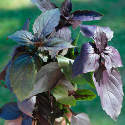 Базилик АРОМАТНЫЙ ГУЛЯШ  Пряный, густой аромат идеален для мясных блюд, особенно гуляша! Подходит для сушки, заморозки и при консервировании!