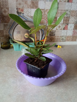 Рододендрон Фантастика