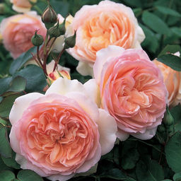 Роза Эвелин Остин