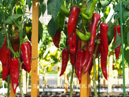 Перец сладкий Самандер - Партнер фото 2